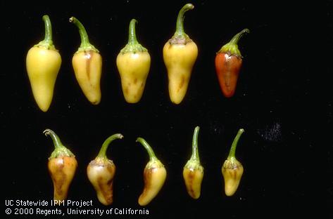 Streaking and discoloration of pepper fruit caused by cucumber mosaic cucumovirus.