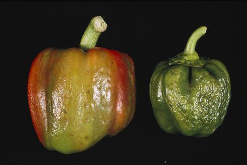 Discoloration and distortion of pepper fruit caused by cucumber mosaic cucumovirus.