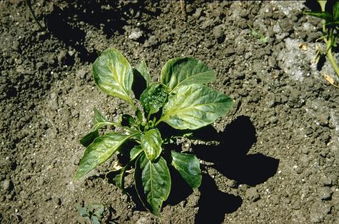 CMV induced stunting and mosaic patterns on pepper.