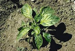 Cucumber mosaic virus of pepper