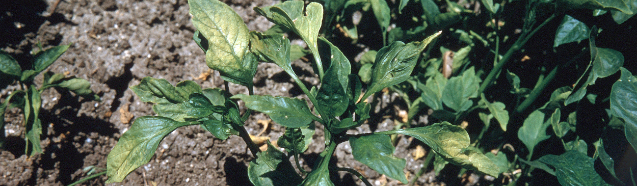 A stunted pepper plant with foliage that has alternating light and dark green areas due to <i>Cucumber mosaic virus</i> (CMV).