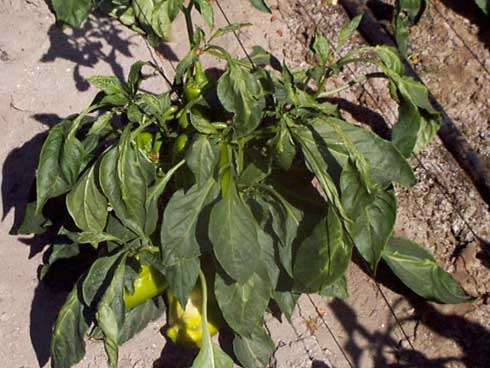 Pepper plants infected with <i>Potato Y potyvirus</i> showing an overall lighter color, stunting, leaf curling, and mosaic patterns on some leaves.