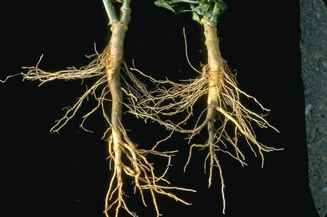 Stunting and discoloration from Phytophthora root rot on pepper roots.