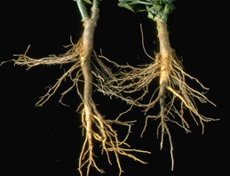 Stunting and discoloration of pepper roots