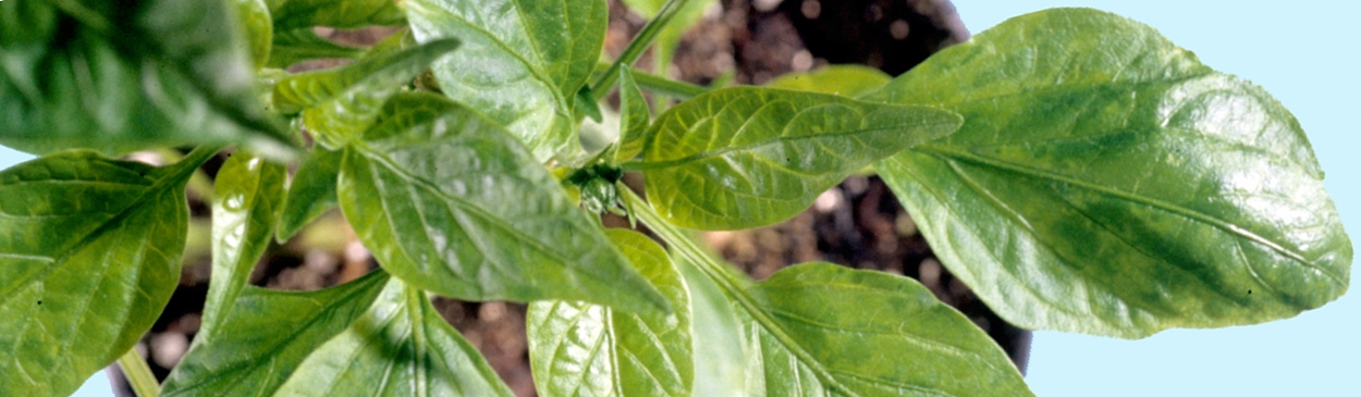 Mottled pepper leaves due to tobacco etch virus, Potyvirus TEV.