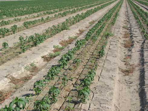 Root and crown rot disease caused by <i>Pythium</i> sp. results in stunted and dying pepper plants.