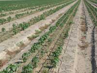 Root and crown rot disease caused by Pythium sp. results in stunted and dying pepper plants.