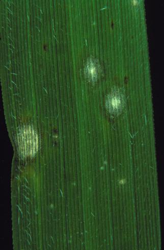 Newly formed lesions of rice blast, <i>Magnaporthe oryzae</i> (anamorph=<i>Pyricularia oryzae</i> formerly <i>P. grisea</i>), on a rice leaf .