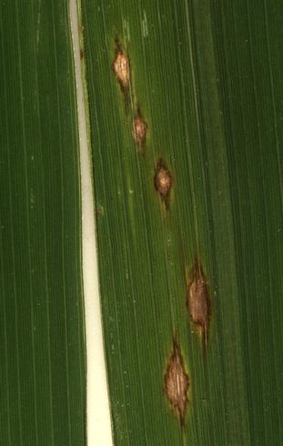 Enlarged diamond shaped lesions of rice blast, <i>Magnaporthe oryzae</i> (anamorph=<i>Pyricularia oryzae</i> formerly <i>P. grisea</i>), on a rice leaf .