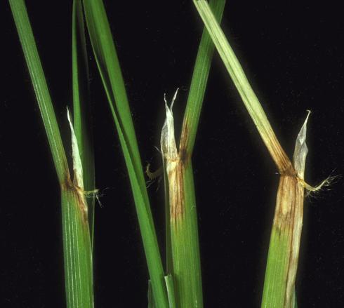 Collar rot symptoms from rice blast, <i>Magnaporthe oryzae</i> (anamorph=<i>Pyricularia oryzae</i> formerly <i>P. grisea</i>), infecting rice leaf blade junctions. 