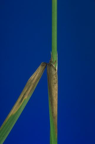 Collar rot and necrotic rice leaf from rice blast infection, <i>Magnaporthe oryzae</i> (anamorph=<i>Pyricularia oryzae</i> formerly <i>P. grisea</i>). 