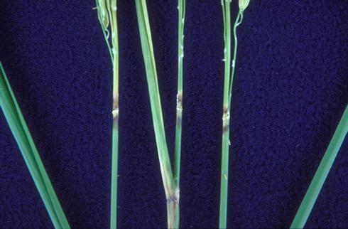 Rice leaf nodes showing dark color and sporulation of rice blast, <i>Magnaporthe oryzae</i> (anamorph=<i>Pyricularia oryzae</i> formerly <i>P. grisea</i>).