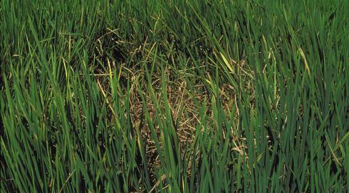 Early infection center of rice blast, <i>Magnaporthe oryzae</i> (anamorph=<i>Pyricularia oryzae</i> formerly <i>P. grisea</i>), showing killed plants. 