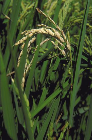 Infected node below rice panicle killed by rice blast, <i>Magnaporthe oryzae</i> (anamorph=<i>Pyricularia oryzae</i> formerly <i>P. grisea</i>).