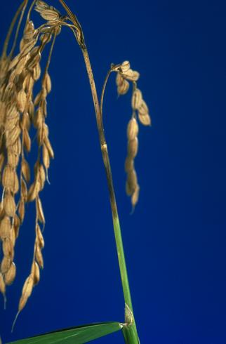 Darkened stem node and empty glums of a rice panicle killed by rice blast, <i>Magnaporthe oryzae</i> (anamorph=<i>Pyricularia oryzae</i> formerly <i>P. grisea</i>).