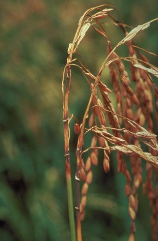 Panicle with several branch rachis infected by rice blast, <i>Magnaporthe oryzae</i> (anamorph=<i>Pyricularia oryzae</i> formerly <i>P. grisea</i>).