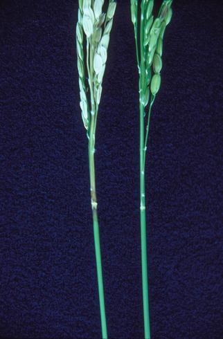 Healthy (right) and infected rice stem node (left) with early symptoms of rice blast, <i>Magnaporthe oryzae</i> (anamorph=<i>Pyricularia oryzae</i> formerly <i>P. grisea</i>). 