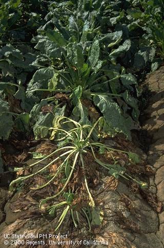 Foliage damage by Pythium root rot.