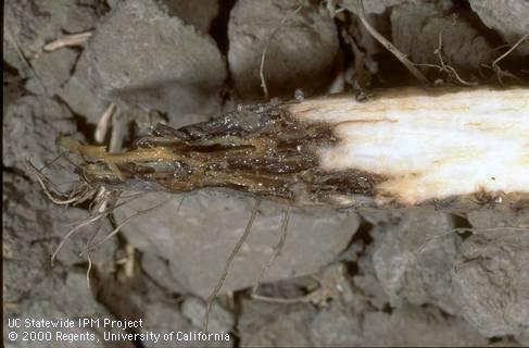 Root symptoms of Phytophthora root rot.