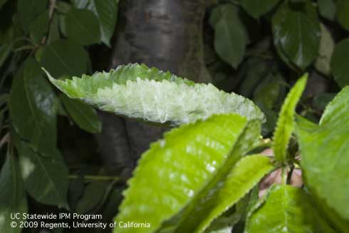 Leaves with powdery mildew, <I>Podosphaera clandestina</I>.