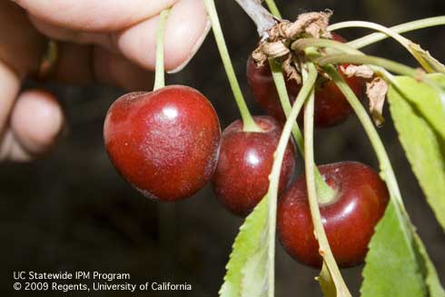 Cherries with powdery mildew, <I>Podosphaera clandestina.</I>.