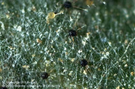 Arrangement of appendages on cleistothecia of Podosphaera clandestina.