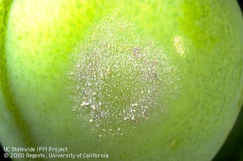 Fruit damaged by powdery mildew.