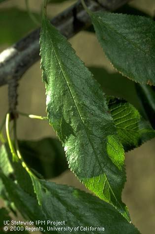 A more narrow than normal cherry leaf with a rough, wrinkly surface due to <i>Prune dwarf virus</i>.