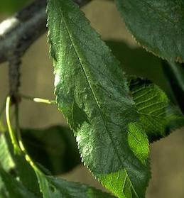 A more narrow than normal cherry leaf with a rough, wrinkly surface due to infection with Prune dwarf virus.