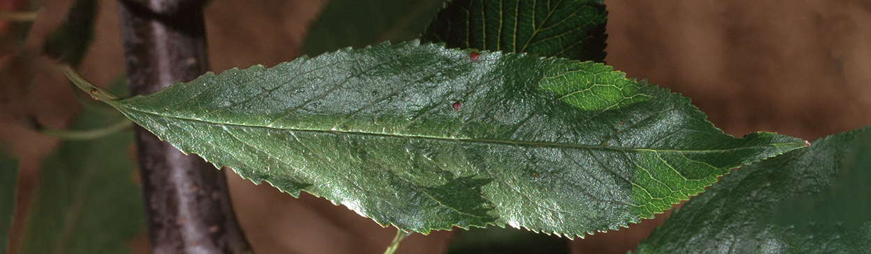 Symptoms of the narrow leaf strain of prune dwarf virus.