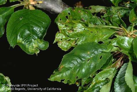 Foliage affected by rugose strain of prunus necrotic ringspot.