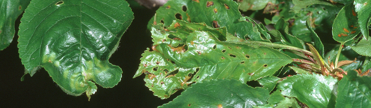 Foliage affected by rugose strain of prunus necrotic ringspot virus.