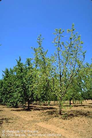 Pale, wilting, sparse foliage on infected tree with healthy trees.