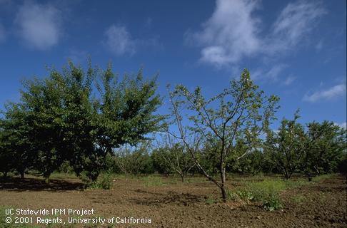 The tree on the right is dying from Phytophthora root rot.