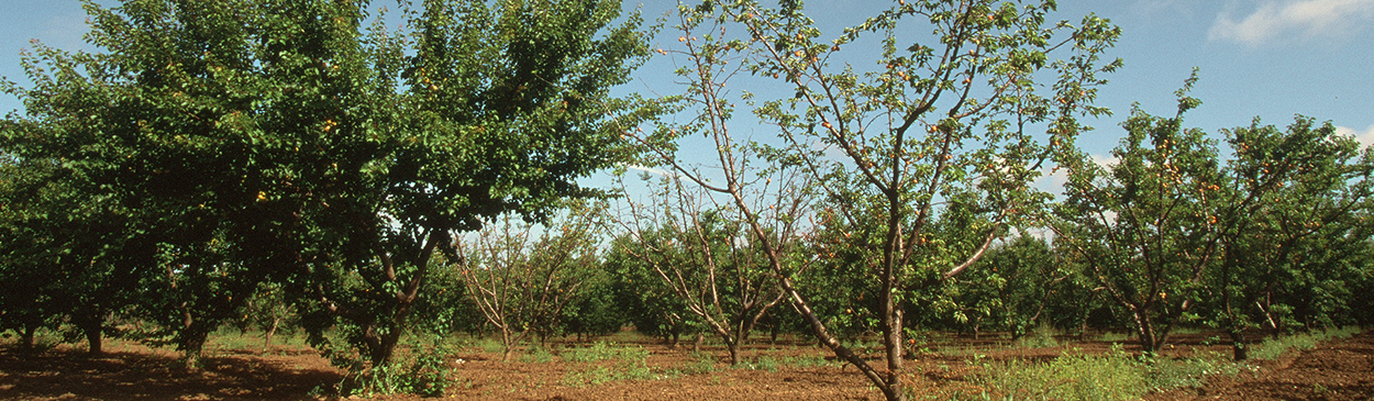 The tree on the right is dying from Phytophthora root rot.