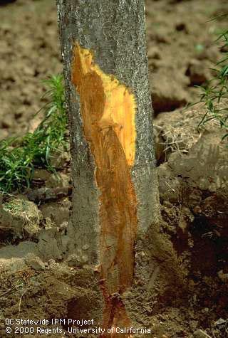 Phytophthora canker on the trunk of a peach tree.