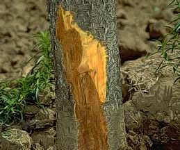 Bark cut away reveals dark discoloration.