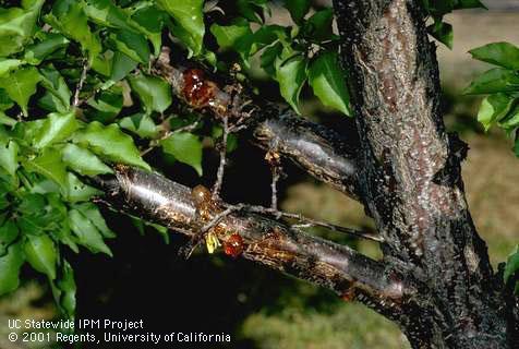 Branches damaged by bacterial canker.