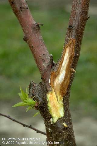 Branches damaged by bacterial canker.