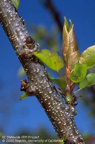 Branch/twig damaged by bacterial blast.