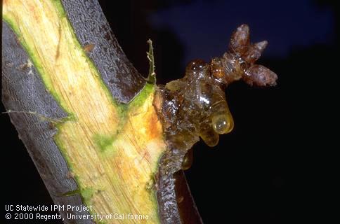 Dead bud wood and phloem necrosis caused by bacterial canker (blast).