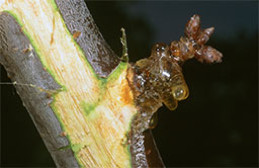 Bacterial ooze and infected (brown) phloem