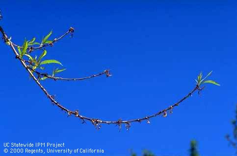 Foliage damaged by bacterial blast.