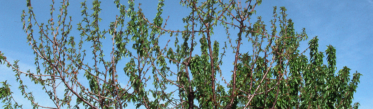 Cherry tree dying from bacterial canker.