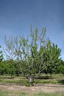 Bacterial canker damage to cherry