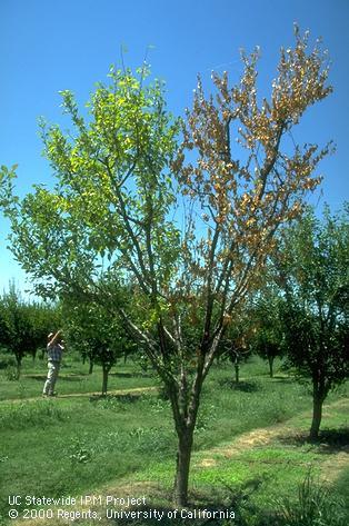 Tree damaged from bacterial canker.