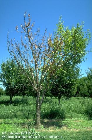 Tree damaged from bacterial canker.