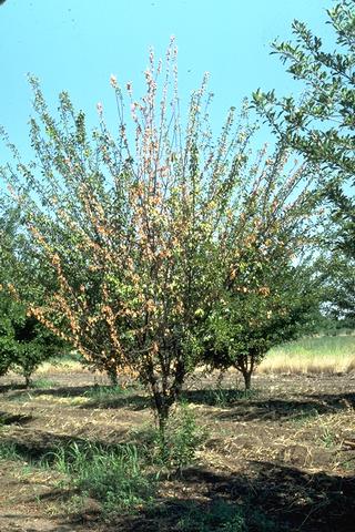 Prune tree dying from bacterial canker.  Note regrowth from rootstock.