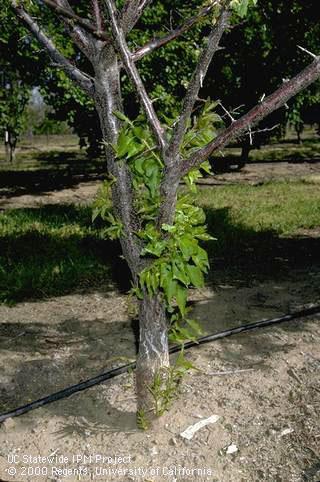 Trunk damaged by bacterial canker.