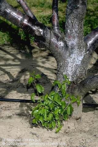 Shoots emerging from the base of a tree killed by bacterial canker.